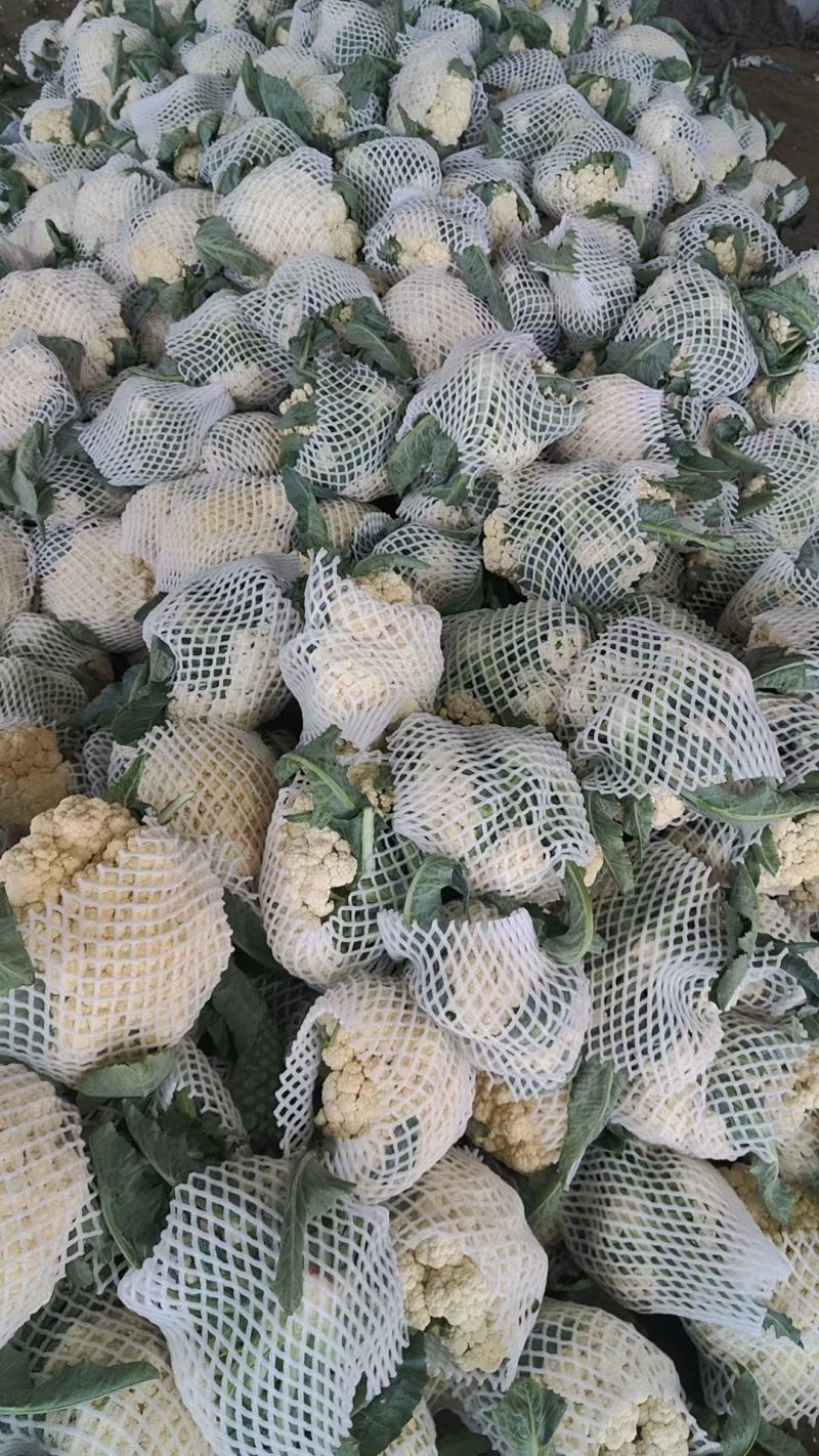 多年老店松花菜大量上市产地直发好货不等人