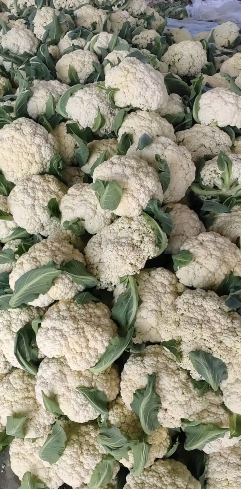多年老店松花菜大量上市产地直发好货不等人