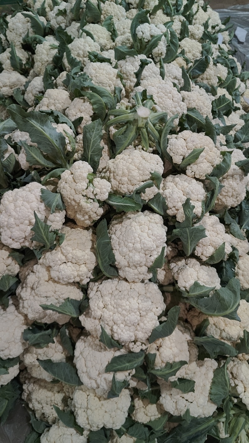 多年老店松花菜大量上市产地直发好货不等人