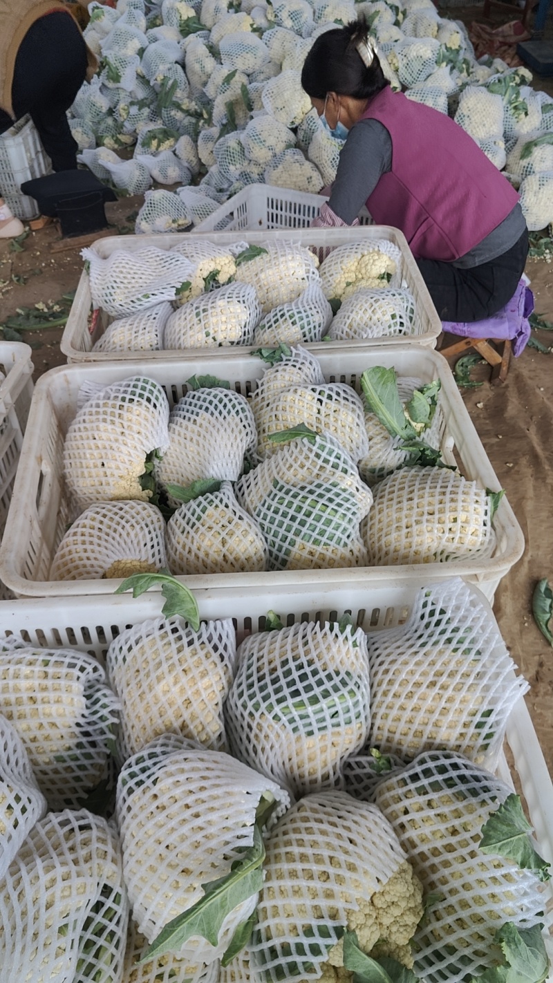 多年老店松花菜大量上市产地直发好货不等人