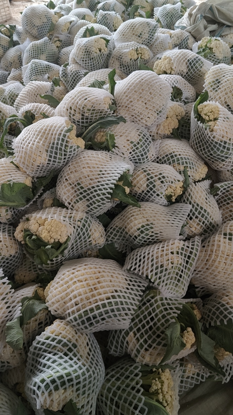 多年老店松花菜大量上市产地直发好货不等人