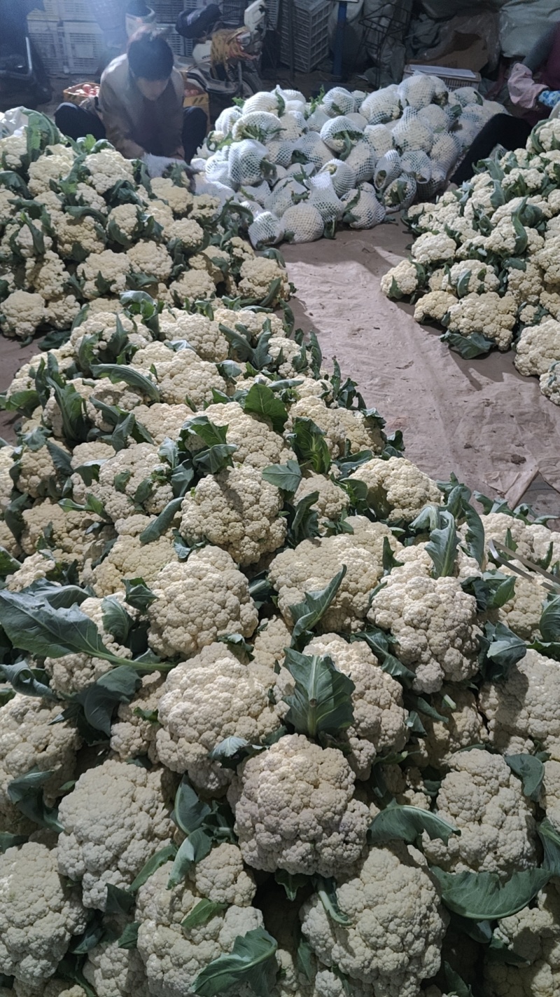 多年老店松花菜大量上市产地直发好货不等人