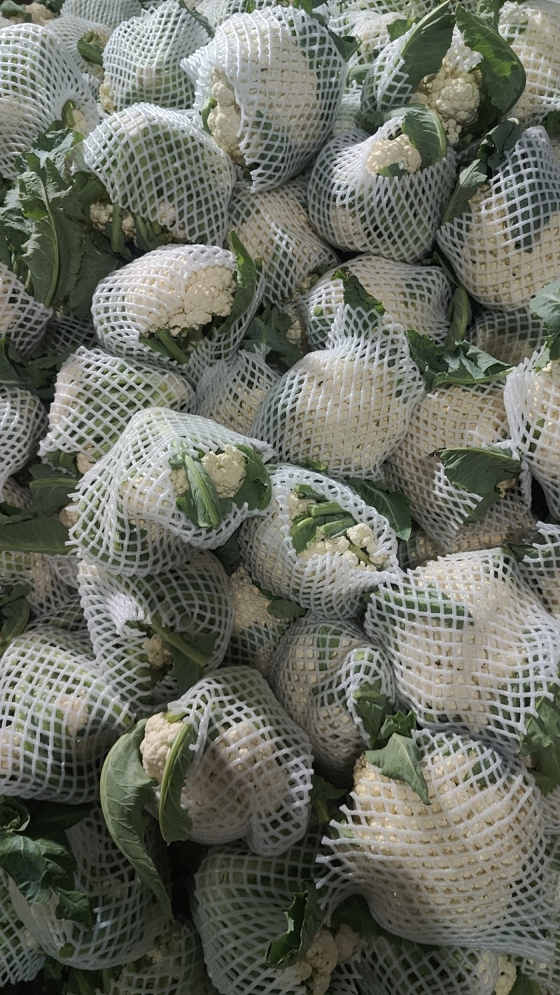 多年老店松花菜大量上市产地直发好货不等人