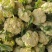 多年老店松花菜大量上市产地直发好货不等人