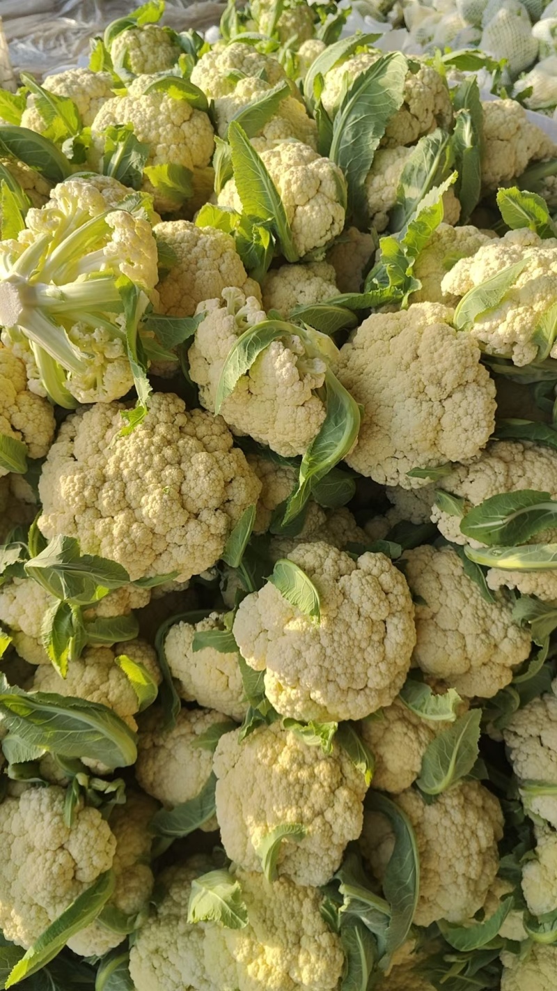 多年老店松花菜大量上市产地直发好货不等人