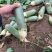 【水果萝卜】脆甜爽口山东产地冰激凌萝卜量大从优可对接全国