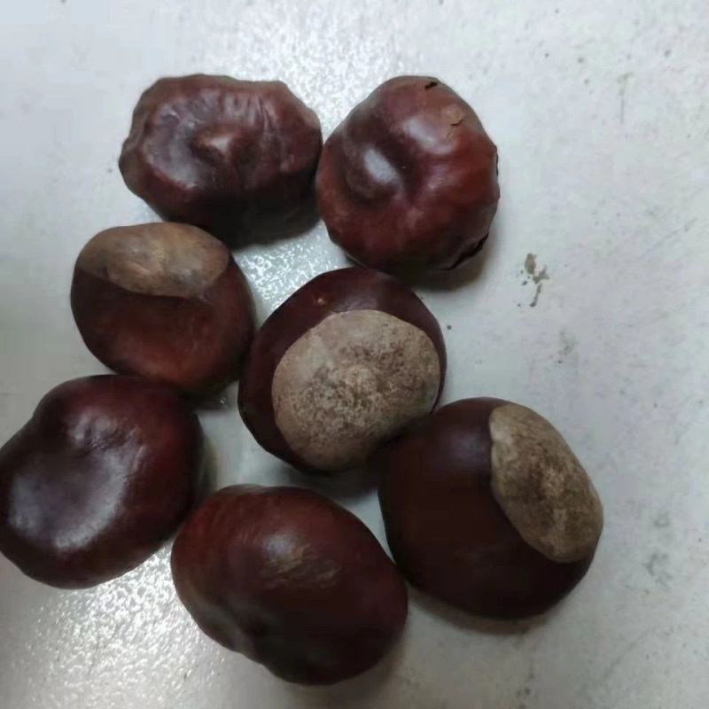 中药铺娑罗子天师栗娑婆子仙栗苏罗子