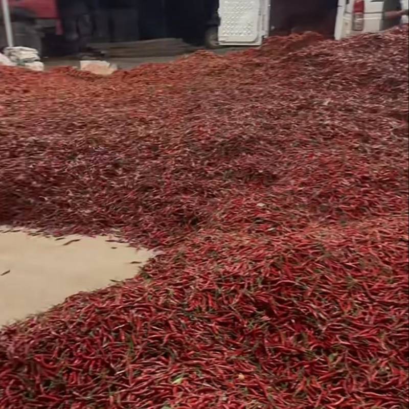 小米辣代办实力代办欢迎各大商户对接