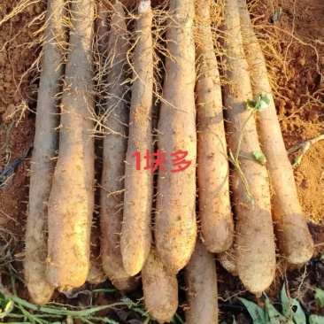 贺州钟山大量白鬼价格优惠，自家种植，源头好货拒绝中间商！