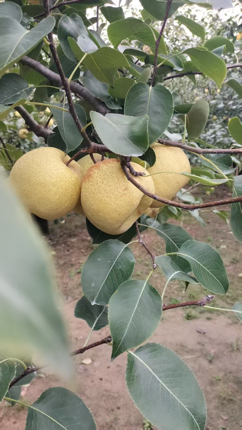 砀山酥梨，汁多甘甜，入口无渣，看园订货，保证质量，全国代