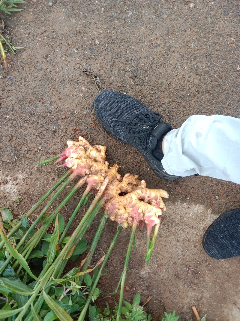 云南山地小黄姜，产地直发，保质保量，诚信经营，量大从优
