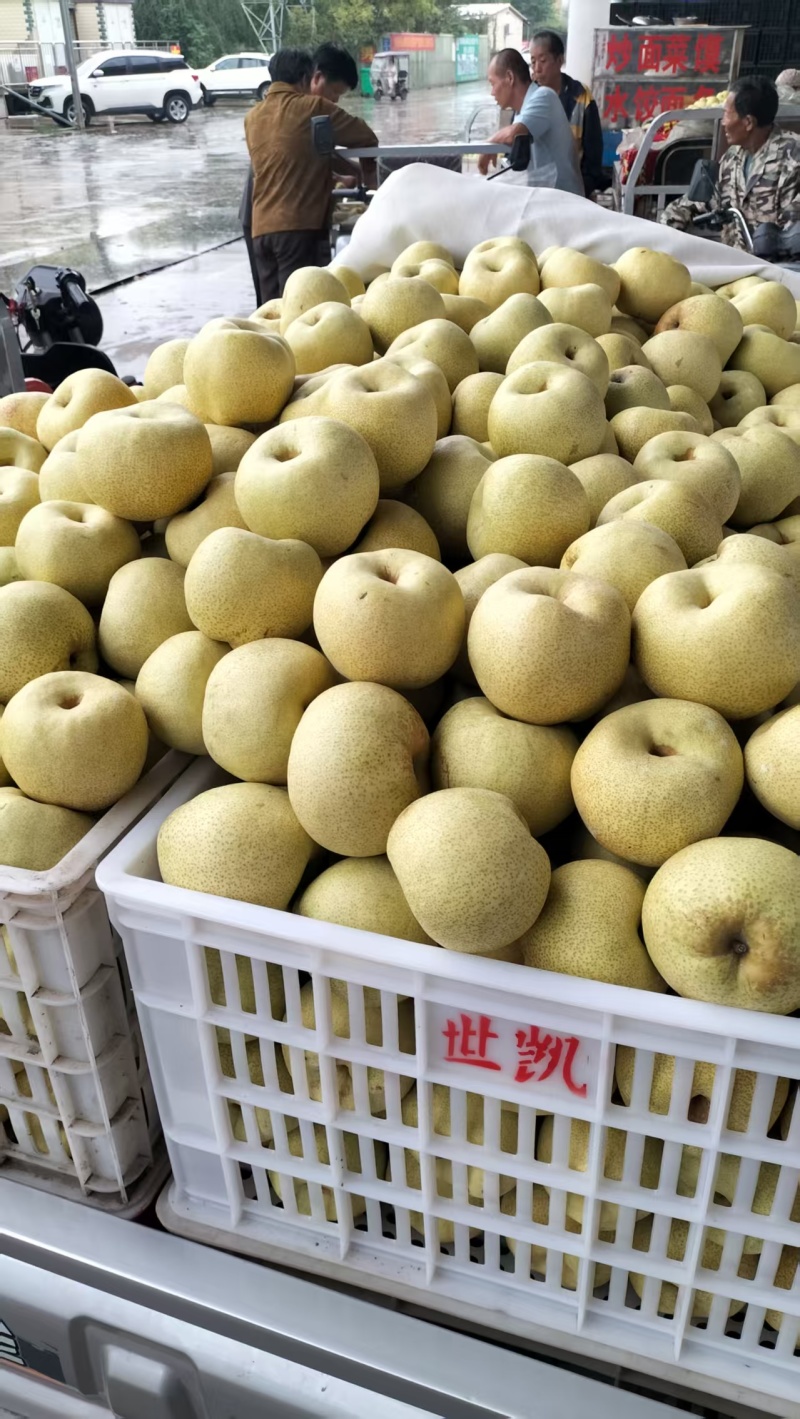 砀山酥梨，汁多甘甜，入口无渣，看园订货，保证质量，全国代