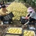 砀山酥梨,汁多甘甜,入口无渣,看园订货,保证质量,全国代
