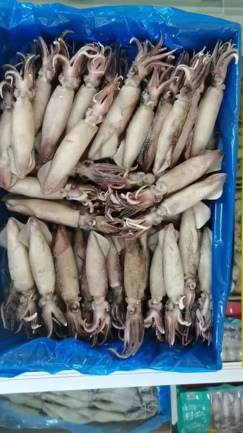 籽乌海兔