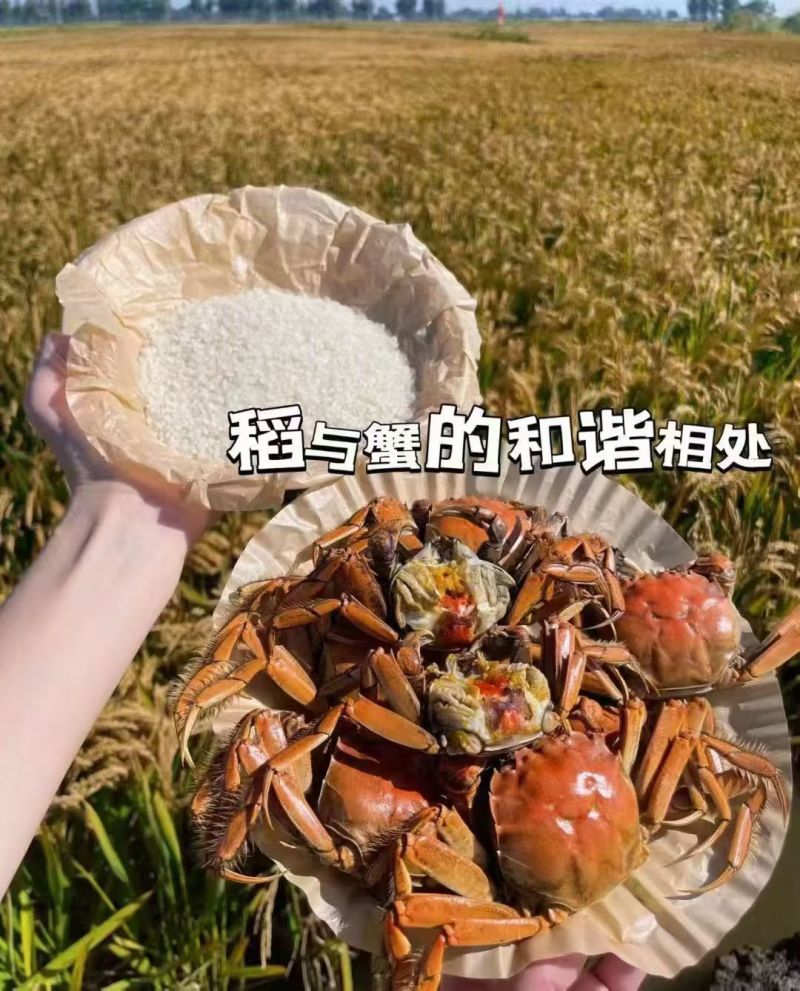 盘锦河蟹大量供应，产地直发，货源充足，量大从优。新鲜发货