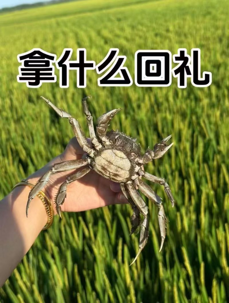 盘锦河蟹大量供应，产地直发，货源充足，量大从优。新鲜发货