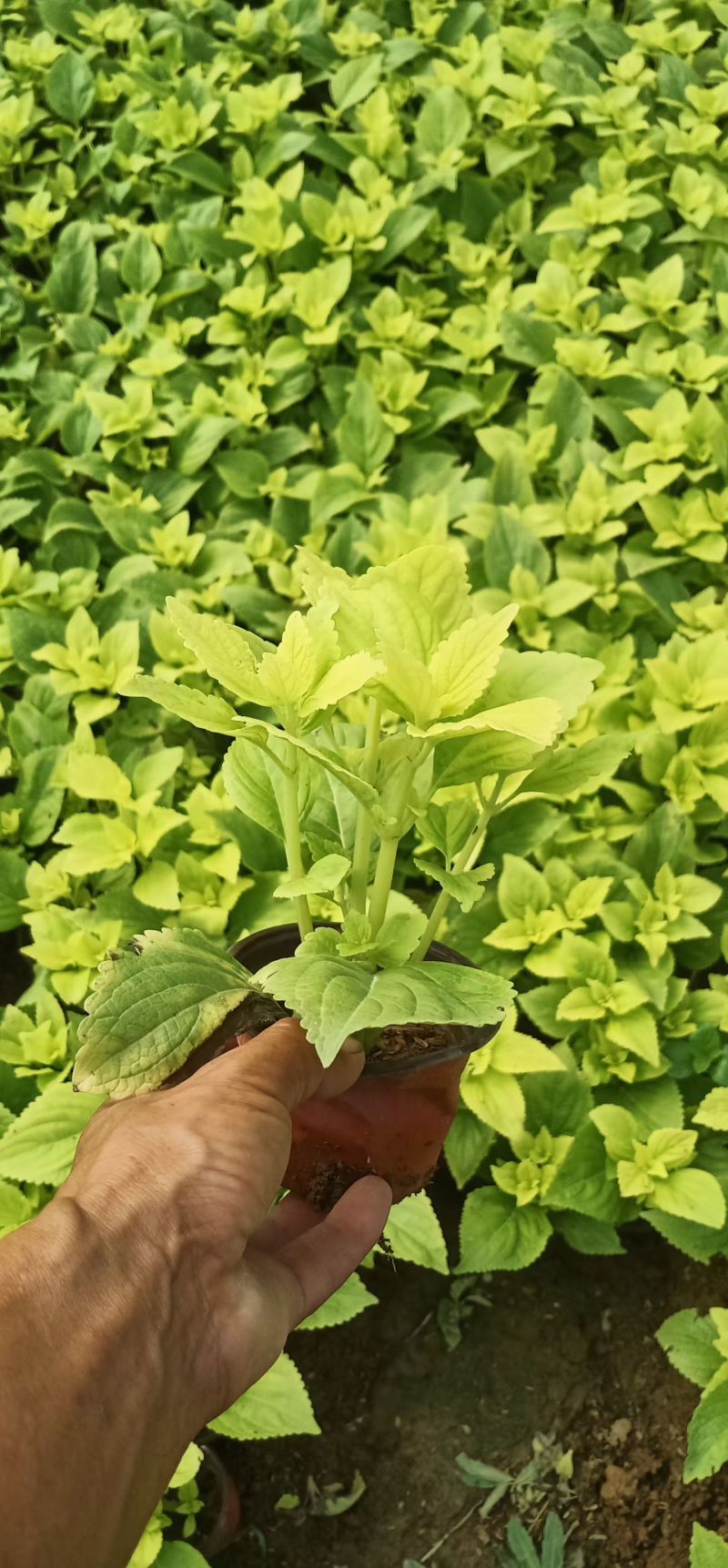 彩叶草多色观花植物花卉一年生草本植物组摆专用花卉