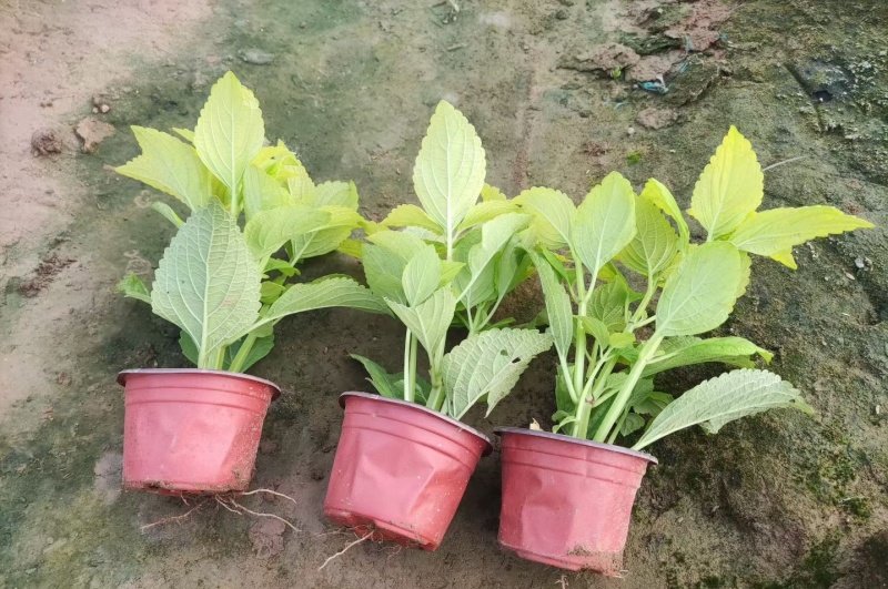 彩叶草多色观花植物花卉一年生草本植物组摆专用花卉