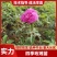 四季玫瑰多季梅玫瑰小苗工程苗营养杯苗欢迎咨询