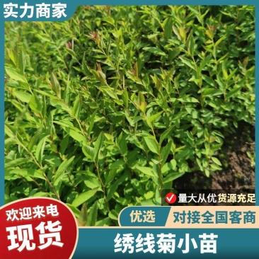 绣线菊小苗雪柳小苗大量工程苗60公分到1.2米都有