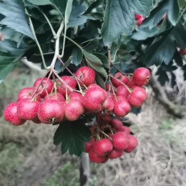 甜红子山楂新鲜上市