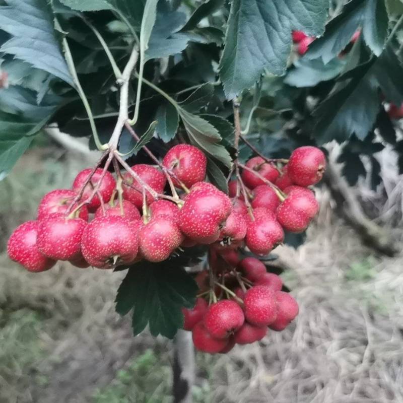 甜红子山楂新鲜上市