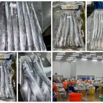 渔大海带鱼，进口带鱼，净货20斤