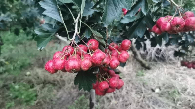 甜红子山楂新鲜上市