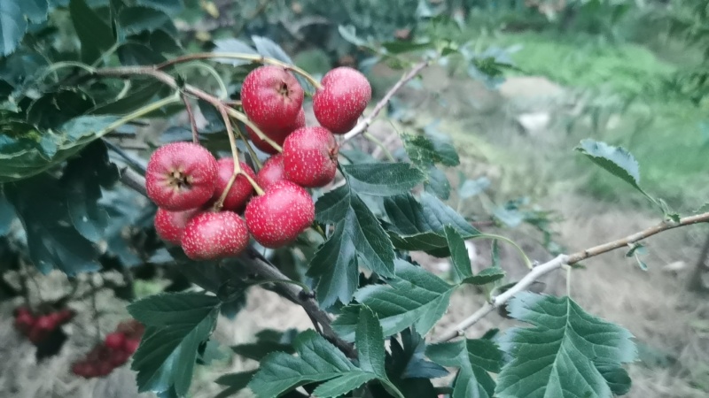 甜红子山楂新鲜上市