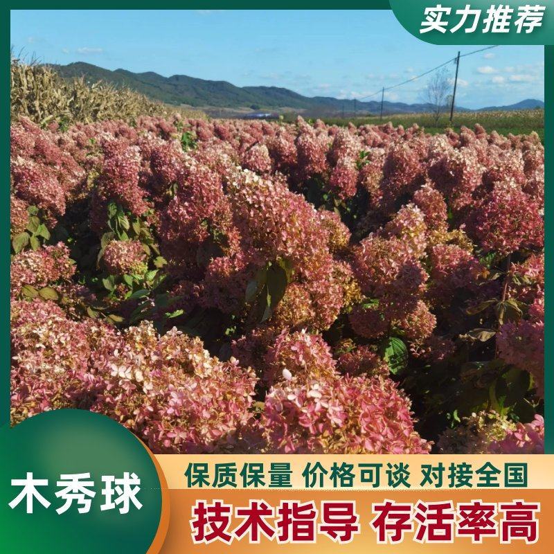木秀球木绣球圆锥绣球大花水亚木木绣球小苗