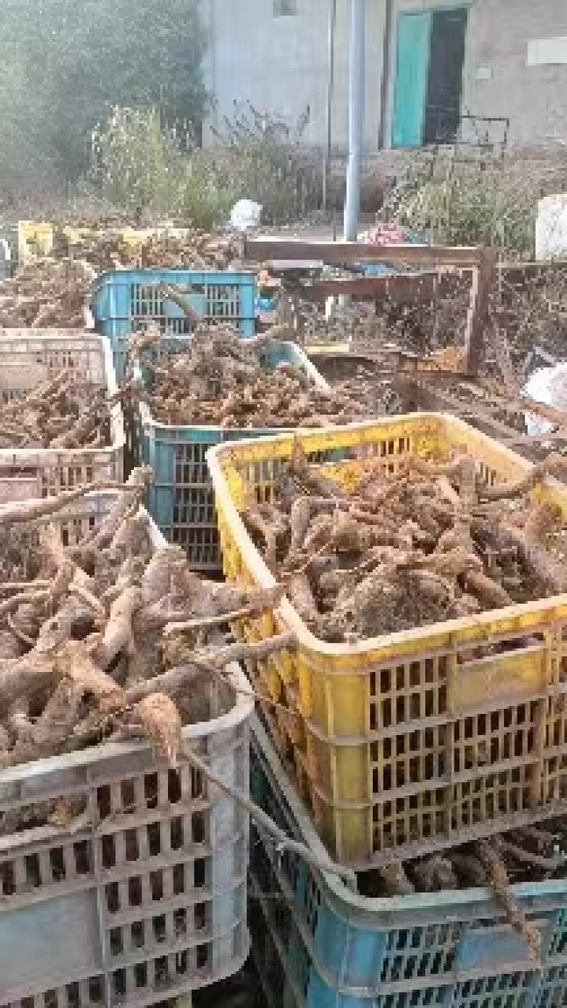 正宗露天培育的高产驯化虎杖苗，易种易管，产量高好销售
