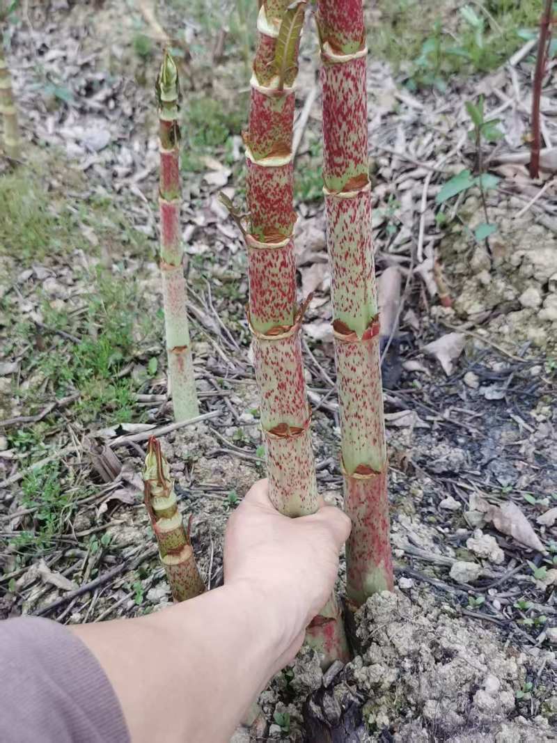 正宗露天培育的高产驯化虎杖苗，易种易管，产量高好销售
