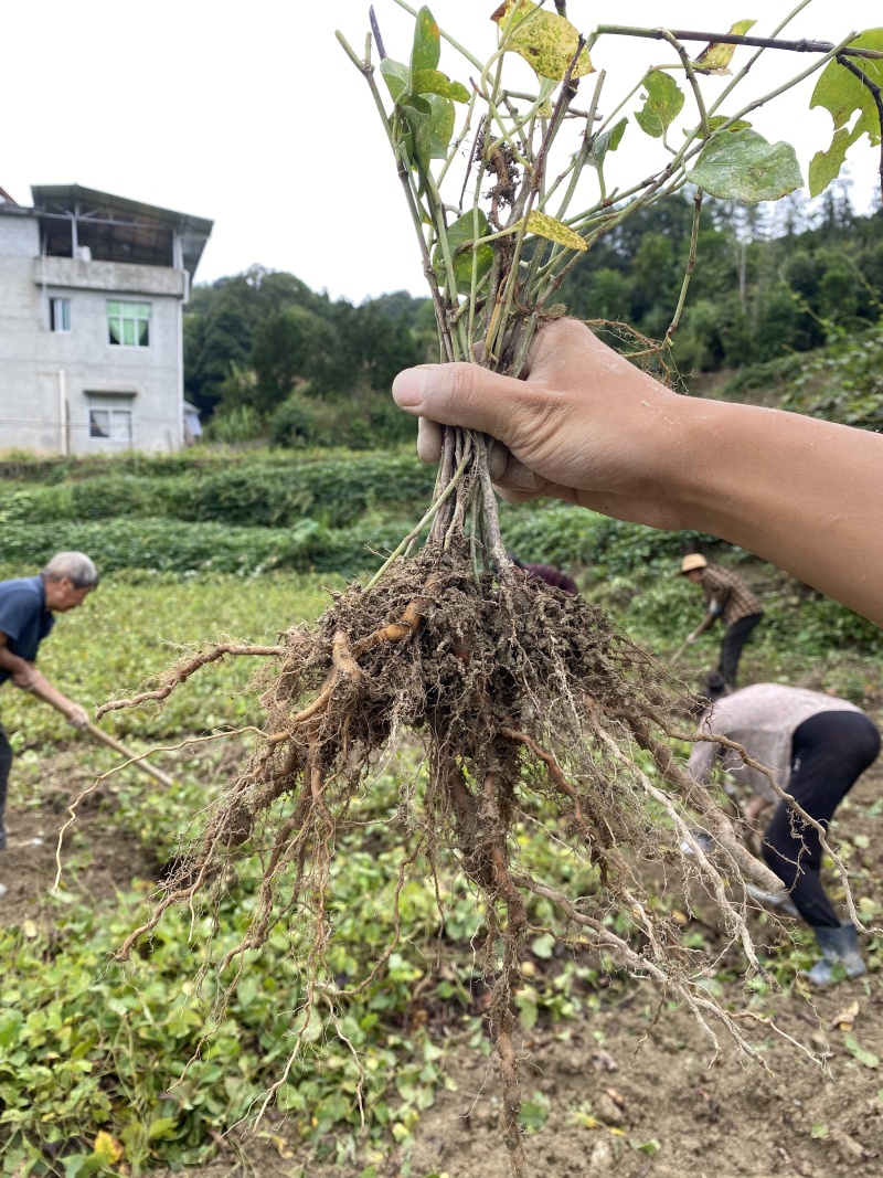 正宗露天培育的高产驯化虎杖苗，易种易管，产量高好销售
