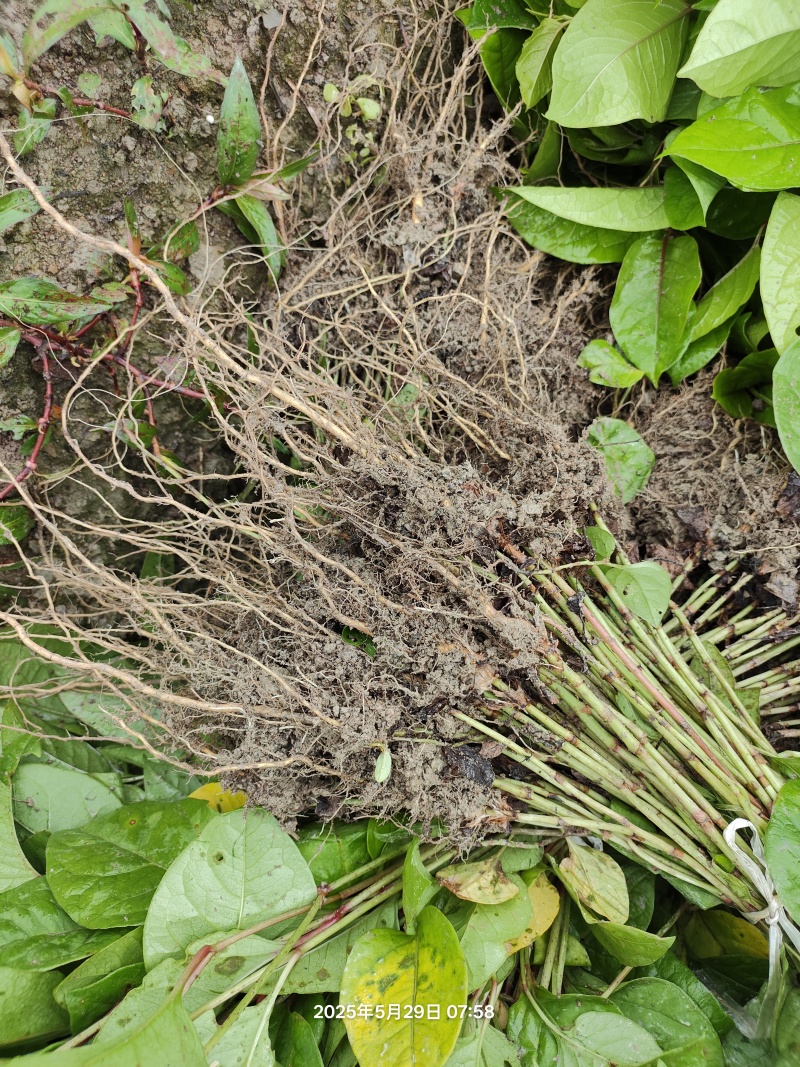 正宗露天培育的高产驯化虎杖苗，易种易管，产量高好销售