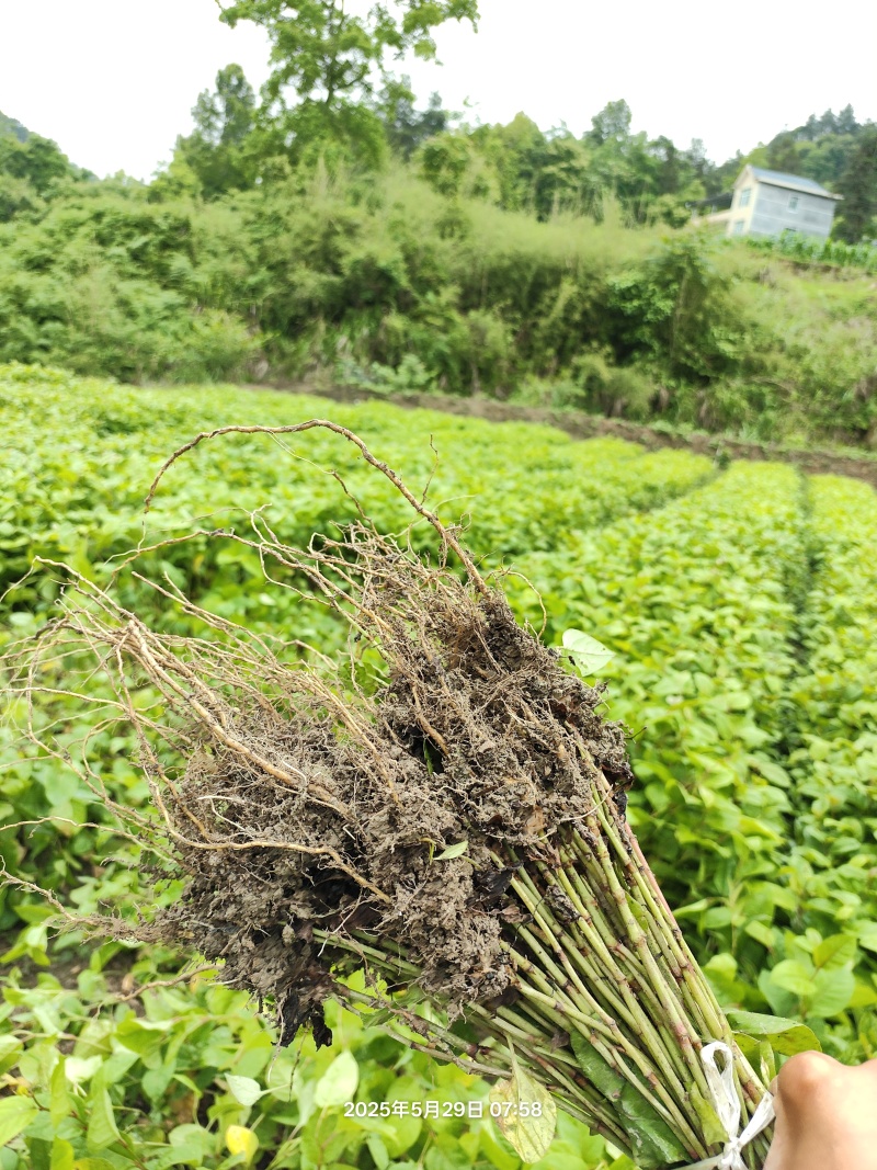 正宗露天培育的高产驯化虎杖苗，易种易管，产量高好销售