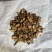 种植苍术北苍术精选货大货供应货源充足