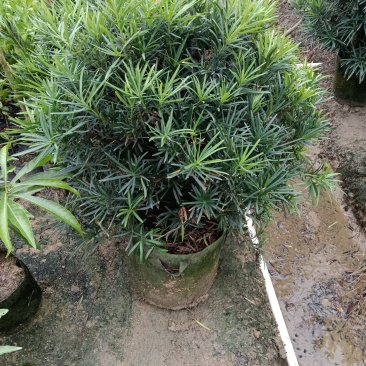 罗汉松球/绿植盆栽