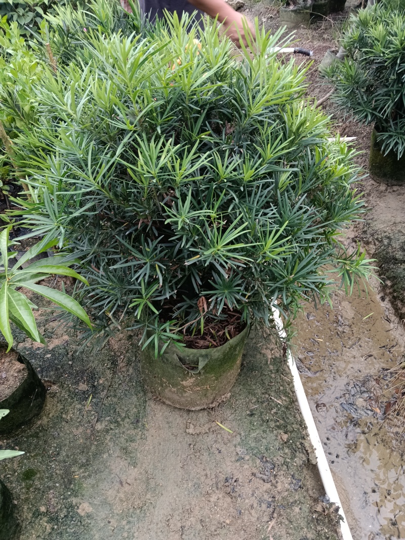 罗汉松球/绿植盆栽