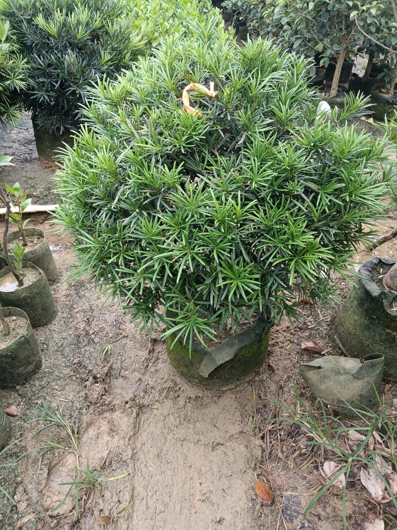 罗汉松球/绿植盆栽