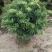 罗汉松球/绿植盆栽