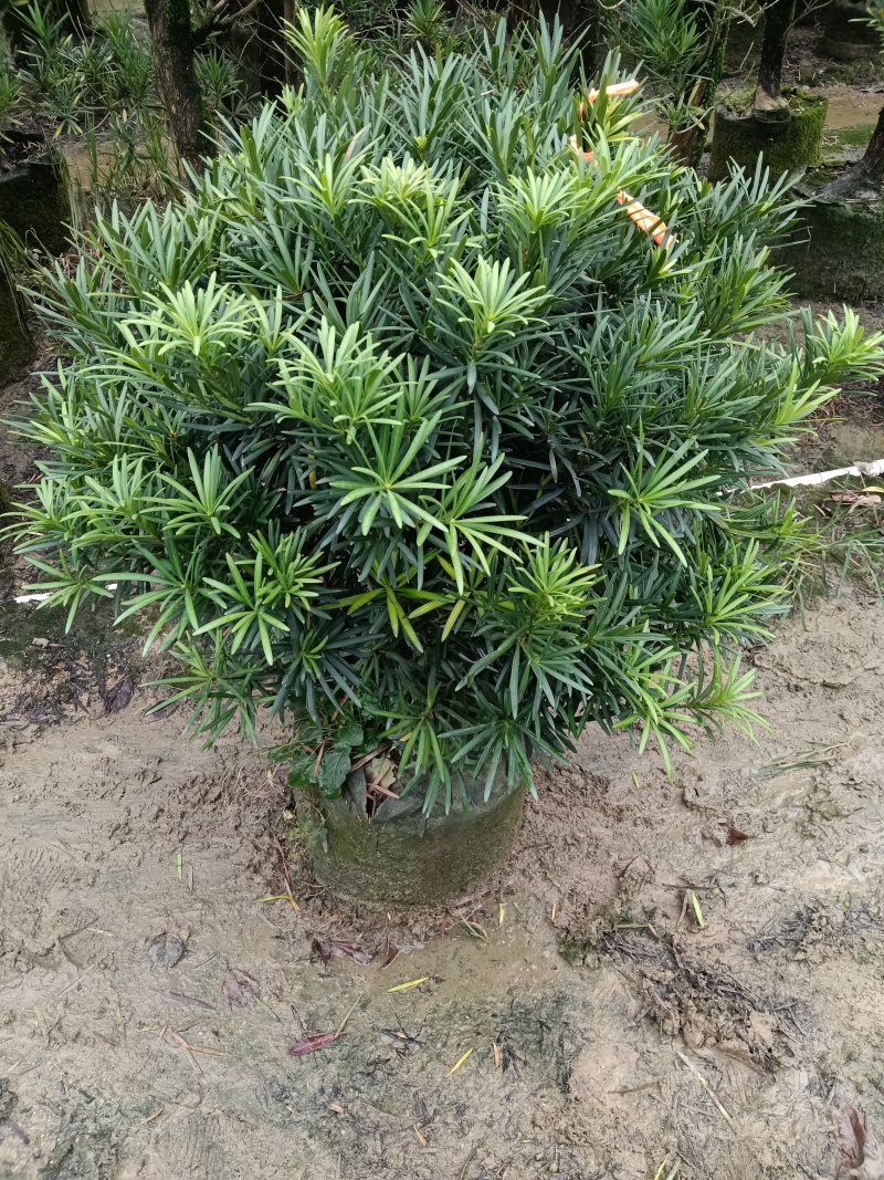 罗汉松球/绿植盆栽