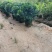 罗汉松球/绿植盆栽
