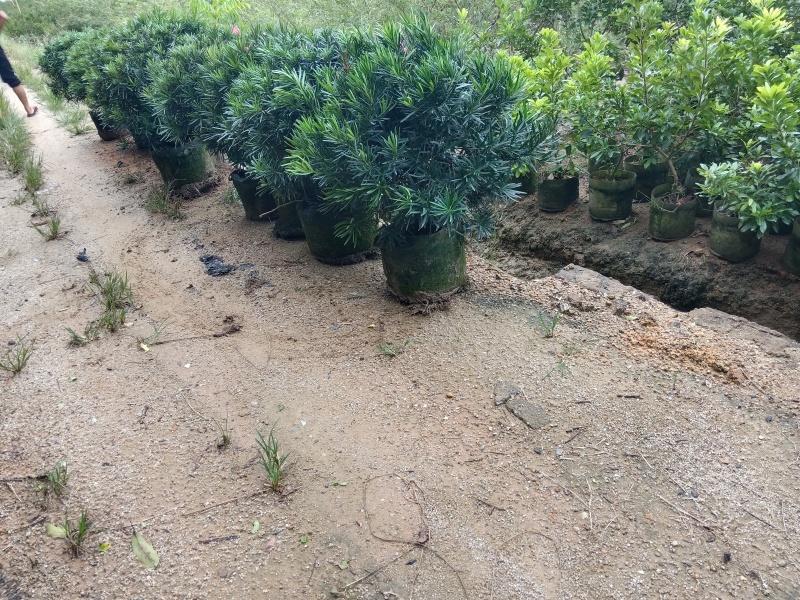 罗汉松球/绿植盆栽