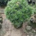 罗汉松球/绿植盆栽