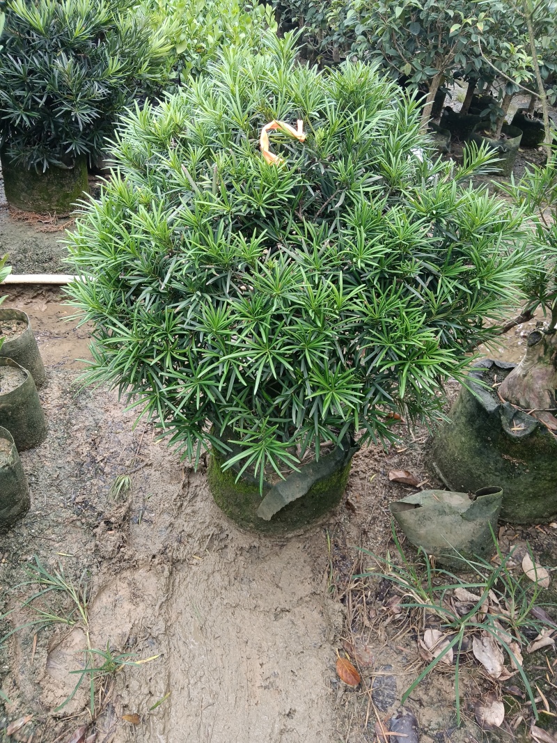 罗汉松球/绿植盆栽
