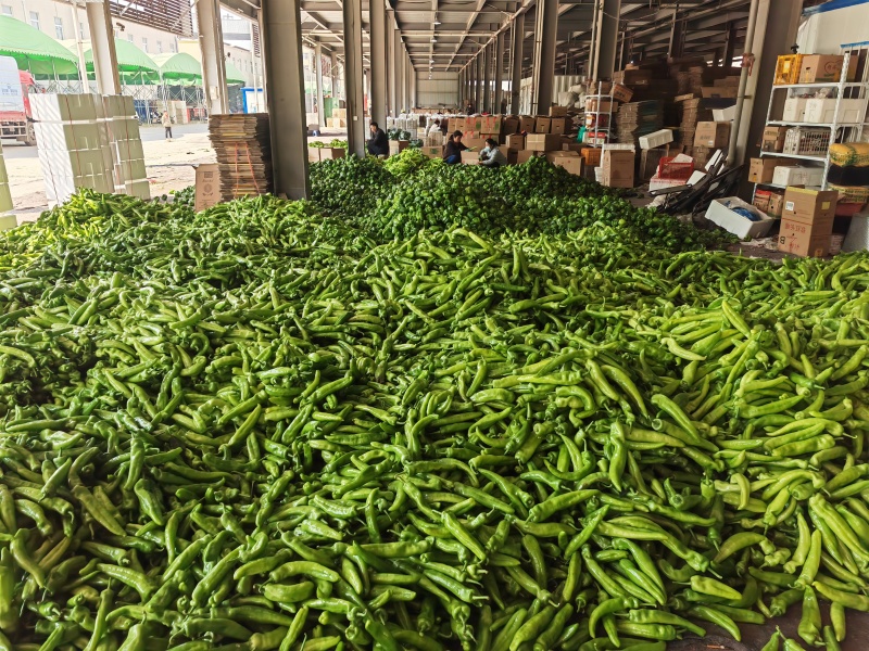 精品尖椒青辣椒牛角椒安阳内黄产地直发看货论价可视频