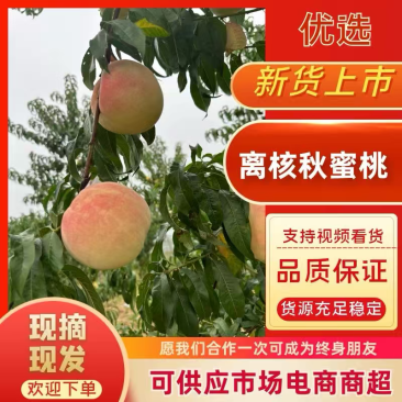 山东基地直供金秋蜜桃大量上市产地一手货源支持视频