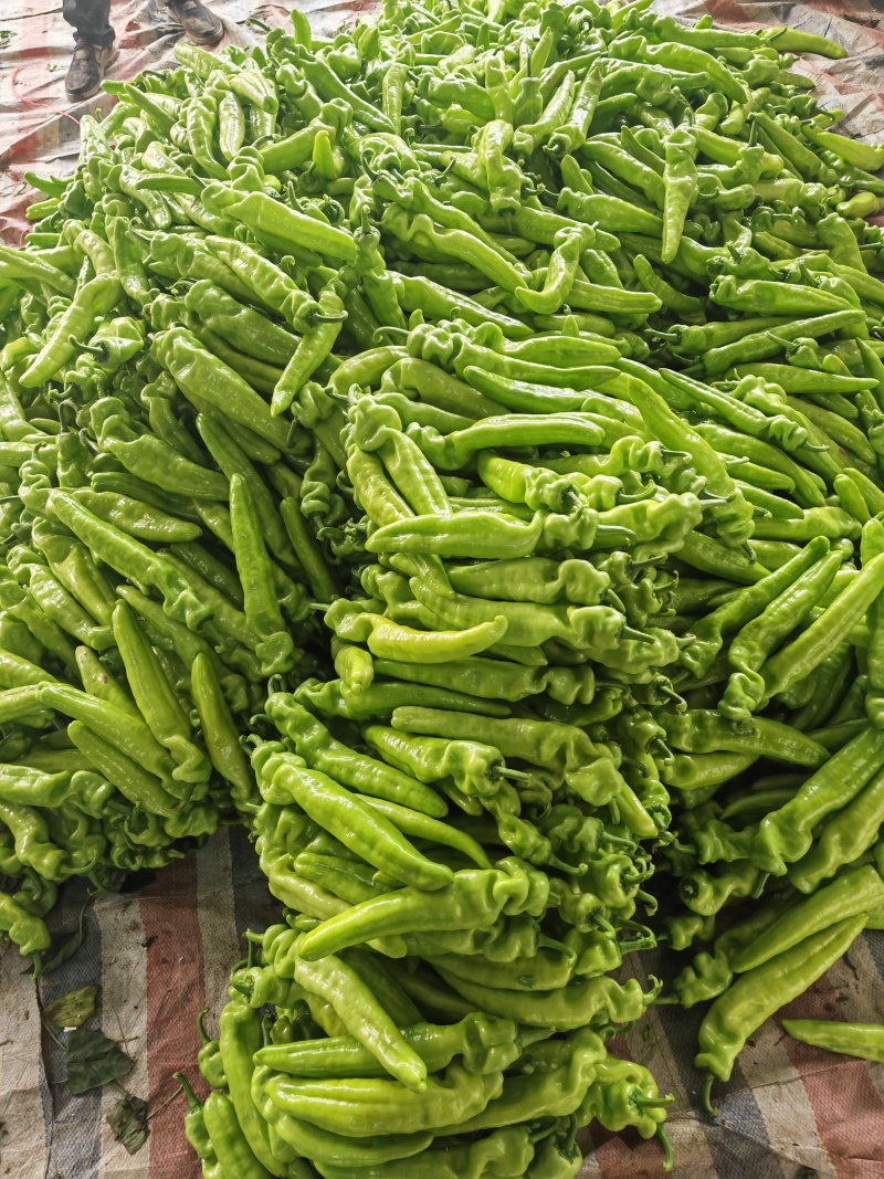 精品尖椒青辣椒牛角椒安阳内黄产地直发看货论价可视频