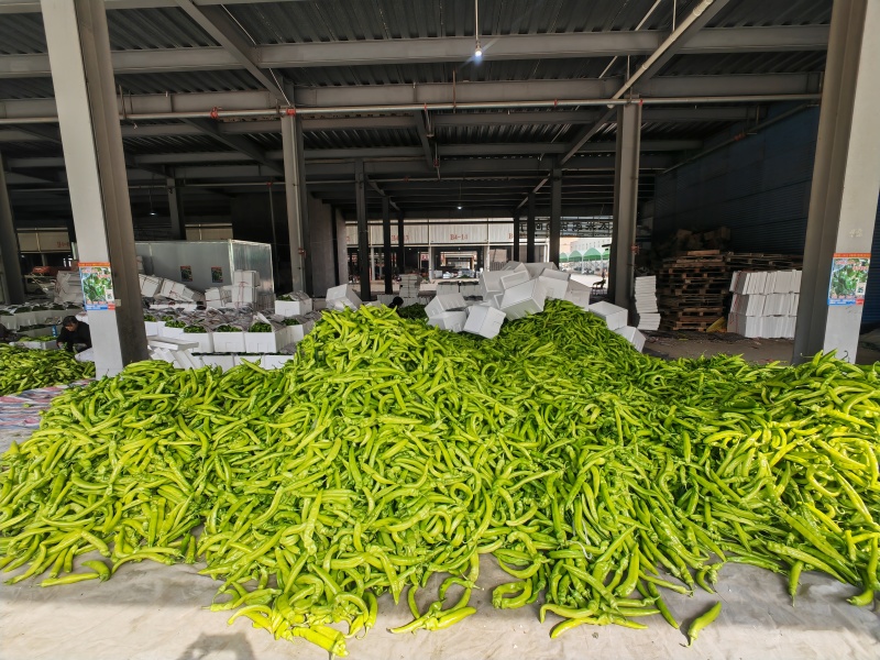 精品尖椒青辣椒牛角椒安阳内黄产地直发看货论价可视频
