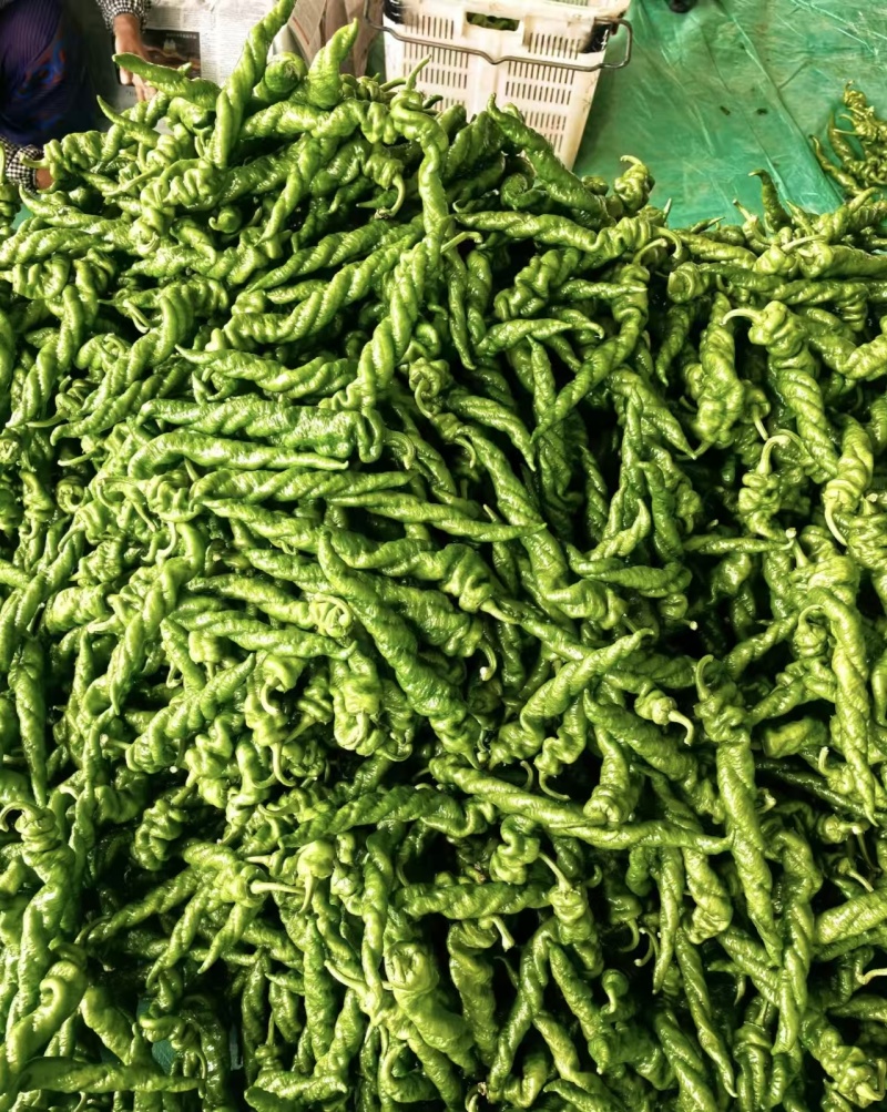 精品螺丝椒大量供应中对接市场档口商超一条龙服务欢迎来电